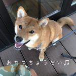 はじめまして、おもちです