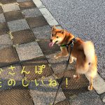 亀さんをビックリさせる柴犬おもち