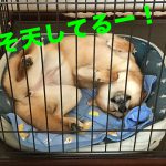 柴犬おもちのへそ天公開します