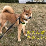 柴犬おもち、1歳6ヶ月になりました