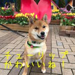 おもちとお出掛け〜木曽三川わんこマルシェ〜