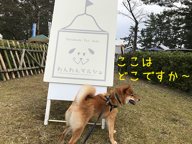 おもちとお出掛け わんわんマルシェinマイアミ浜オートキャンプ場 柴犬おもちの日常